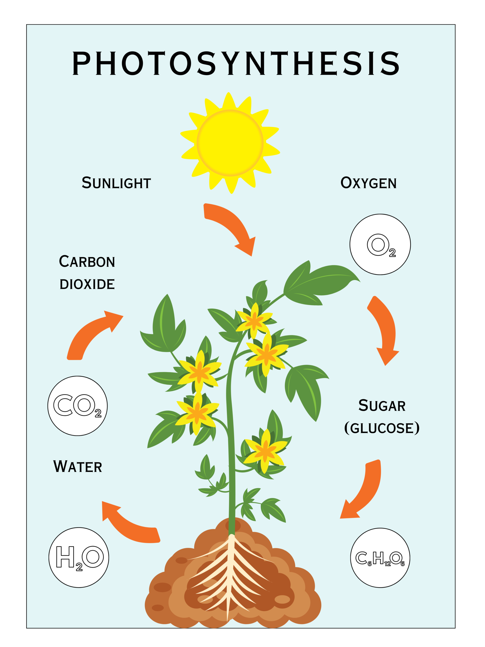 Photosynthesis Science Poster - ETI Academy