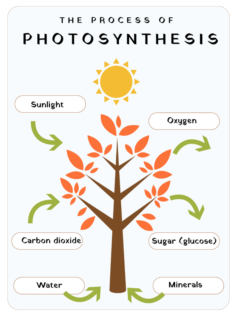 Tpt science photosynthesis poster