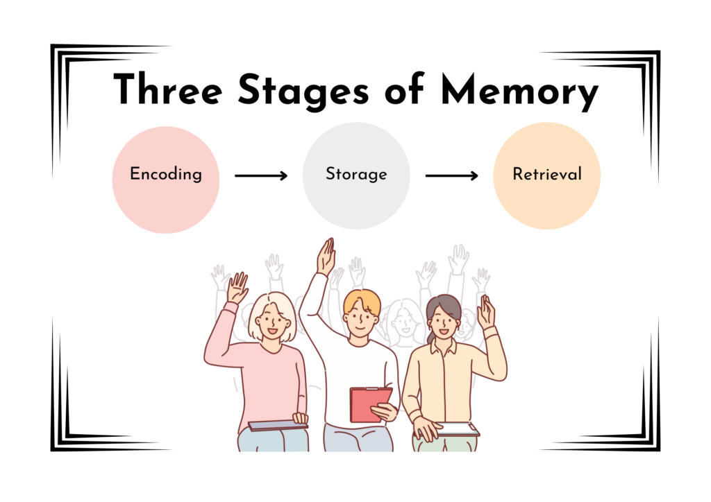 three stages of memory flashcard